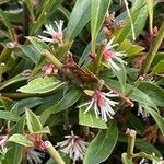 Sarcococca hookeriana Flower