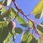 Corymbia ficifolia Frugt