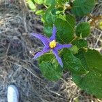 Solanum paludosum Λουλούδι