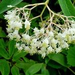 Begonia egregia Maua
