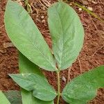 Senna macranthera Leaf