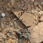 Limonium companyonis Fula