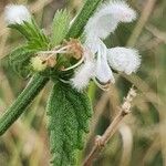 Leucas glabrata Flower