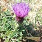 Cirsium acaulon Altro