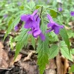 Cardamine glanduligera Flors