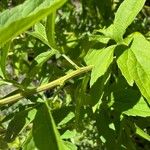 Rudbeckia subtomentosa Coajă