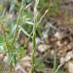 Festuca maritima Συνήθη χαρακτηριστικά