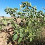 Datura inoxia Habit