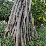 Pandanus utilis Rinde
