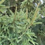 Picea orientalis List