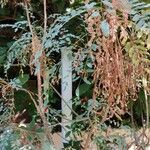 Marcetella moquiniana Libunga