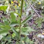 Leucanthemopsis alpina 葉