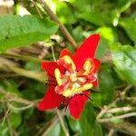Passiflora miniata Blodyn
