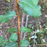 Elaeagnus pungens Leaf