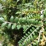 Sophora denudata Hoja