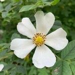 Rosa caninaKvět