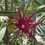 Illicium floridanumFlower