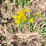 Hypericum perfoliatumKwiat