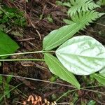 Strongylodon lucidus Leaf