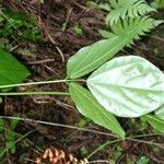 Strongylodon lucidus Hoja