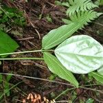 Strongylodon lucidus Folha