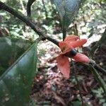 Heisteria cauliflora Fruit