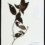 Miconia bullatifolia