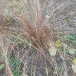 Carex buxbaumiiبرگ