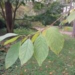 Halesia carolina Blad