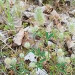 Trifolium arvense Likasa