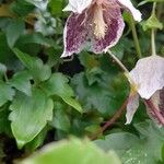 Clematis cirrhosaFlor