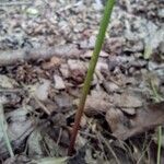 Zephyranthes atamasco Other