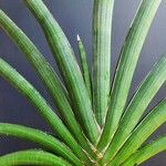 Dracaena pearsonii Deilen