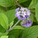 Heliotropium arborescens Cvet