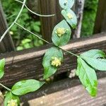 Euonymus americanusFulla