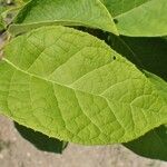 Pterostyrax hispidus Folla