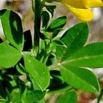 Genista monspessulana برگ