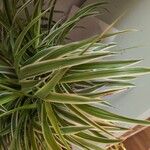 Chlorophytum comosum Liść