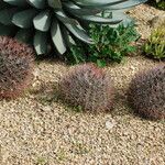 Ferocactus cylindraceus Habitat