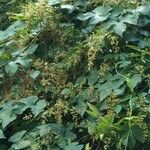 Humulus scandens Liść