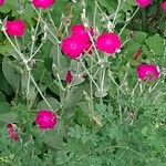 Lychnis coronariaFlower