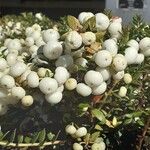 Gaultheria mucronata Fruto