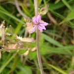 Cuphea ericoides Flor