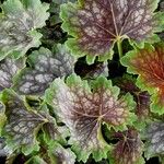 Heuchera americana 葉