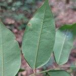 Dialium bipindense Blatt