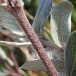 Salix repens Rinde