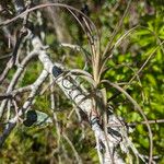 Tillandsia balbisiana 叶