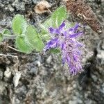 Paederota bonarota Flower