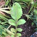 Cephalaria gigantea Leaf