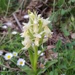 Dactylorhiza sambucina फूल